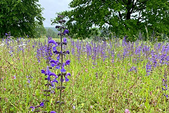 Blühwiese, Foto: Golf-Club Chieming e.V.