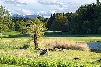 Strukturreiches Gelände mit Totholz, Foto: Golf-Club Chieming e.V.