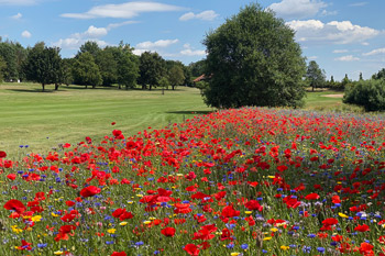 Wildblumenwiese