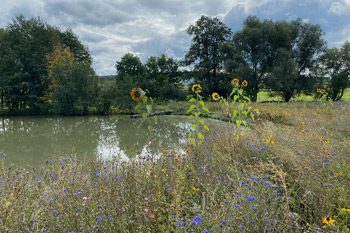 Teich mit Blühfläche