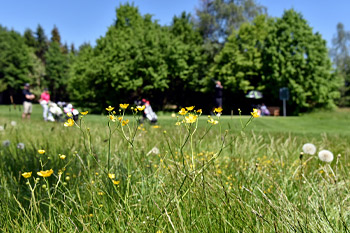 Blühwiese, Foto: Frank Föhlinger