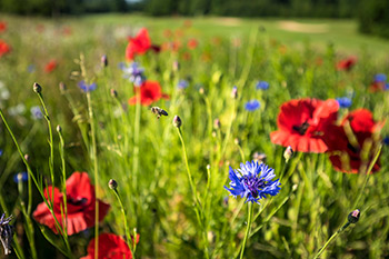 Fliegenden Biene auf Blühwiese