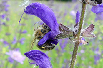 Salbei mit Biene, Foto: Claudia Ruhdorfer