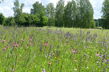 Blumenwiese, Foto: Claudia Ruhdorfer