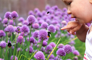 Kind zeigt mit dem Finger auf eine Hummel, die auf einer Lauchblüte sitzt