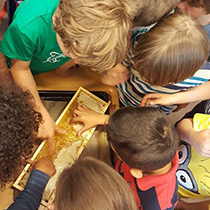 Kinder untersuchen Honigwabe