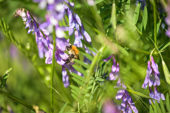 Wildbiene auf Blüte