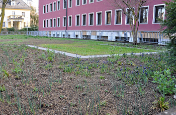 Insektenwiese der Agentur für Arbeit Würzburg im Frühling