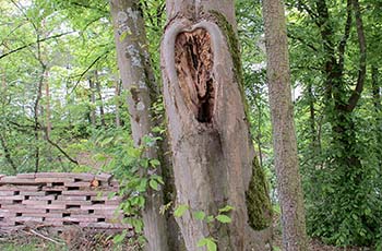 Steinmauer und Astloch bieten Brutplätze