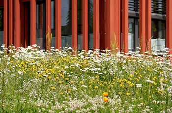 naturnahe Fläche mit Firmengebäude