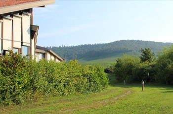 naturnahe Hecke rund um das Grundstück der BTS