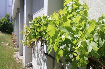 Weinreben und Bienenstöcke