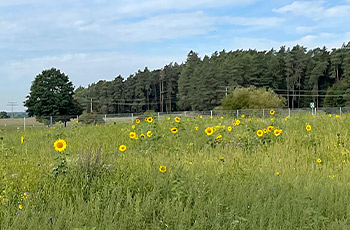 Blumenwiese