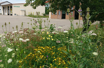 Zur Blühwiese umgestaltete Rasenfläche