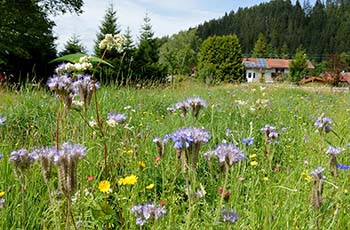 Blumenwiese