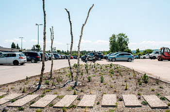 Totholz beim Parkplatz, Daxauer-Roding©MatthiasAmmerFotografie-072.jpg