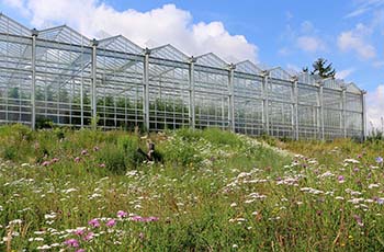 Blühende Flächen vor den Gewächshäusern