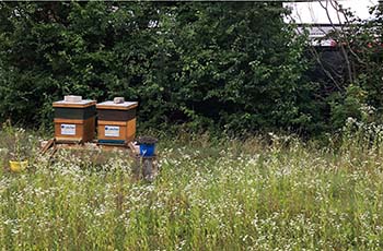 Freifläche mit Bienen