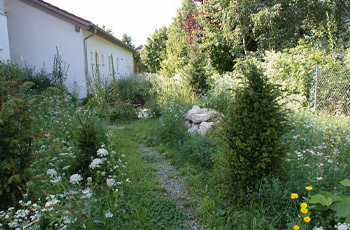 Weg durch Blühwiesen in Richtung Teich