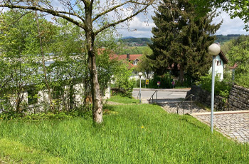 Wiese am Eingangsbereich mit Walnuss und gemähten Rändern