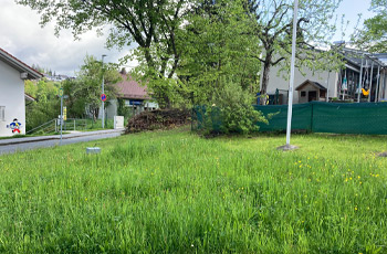 Wiese mit gemähtem Rand vor der Kita (hinter Zaun) und Benjeshecken