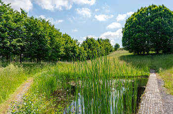 Firmengelände mit Bäumen, Teich und Blühwiese