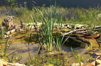 Gartenteich im Frühsommer