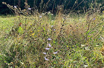 Blühwiese Ende August