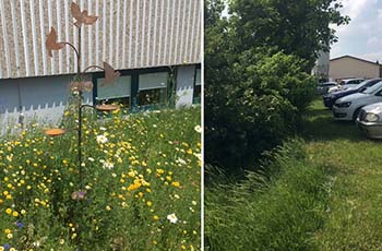 Wassertränke mit spätblühender Blumenwiese und Parkplätze mit Blühhecken und Laubbäumen