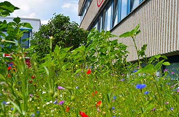 Blühflächen vor dem Firmengebäude