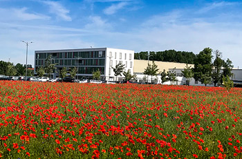 Blühfläche mit Firmengebäude