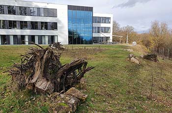 Totholz vor dem Firmengebäude