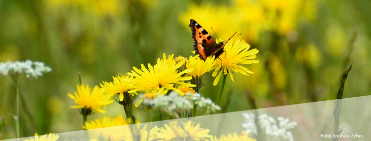 Schmetterling auf einer Blüte