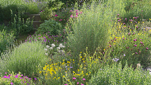 Tipps für einen insektenfreundlichen Garten