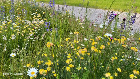 Blühstreifen am Wegesrand