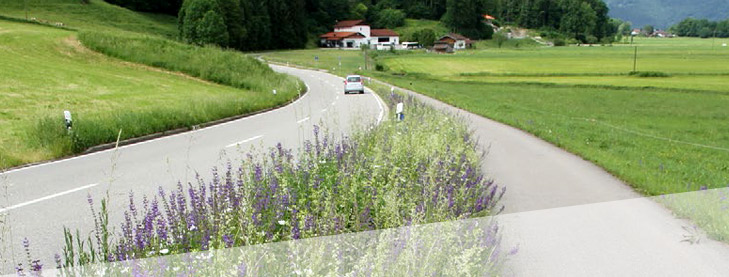 Blühpflanzen am Strassenrand