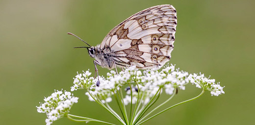 Schmetterling © Panthermedia