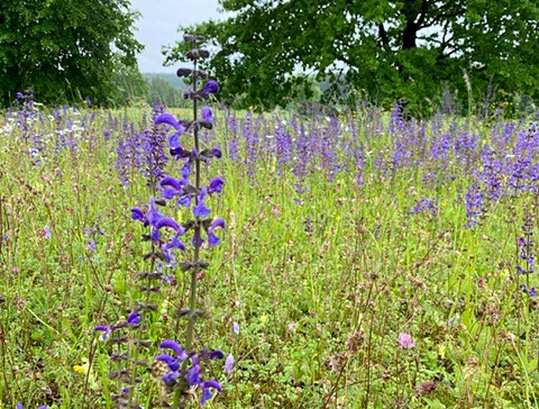Blühwiese, Foto: Golf-Club Chieming e.V.
