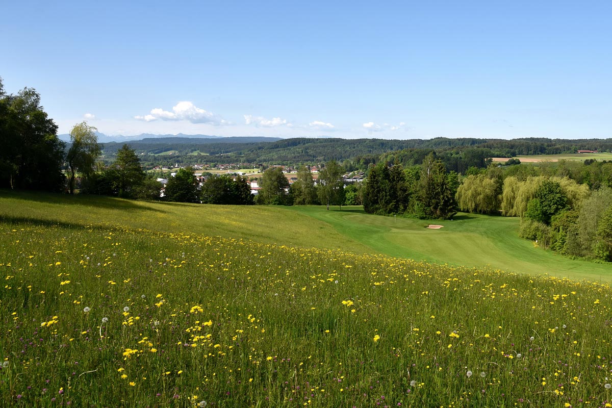Blühwiese, Foto: Frank Föhlinger