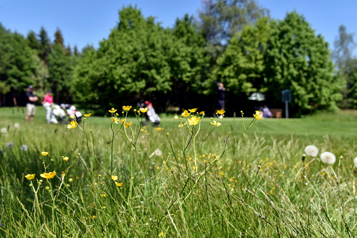 Blühwiese, Foto: Frank Föhlinger