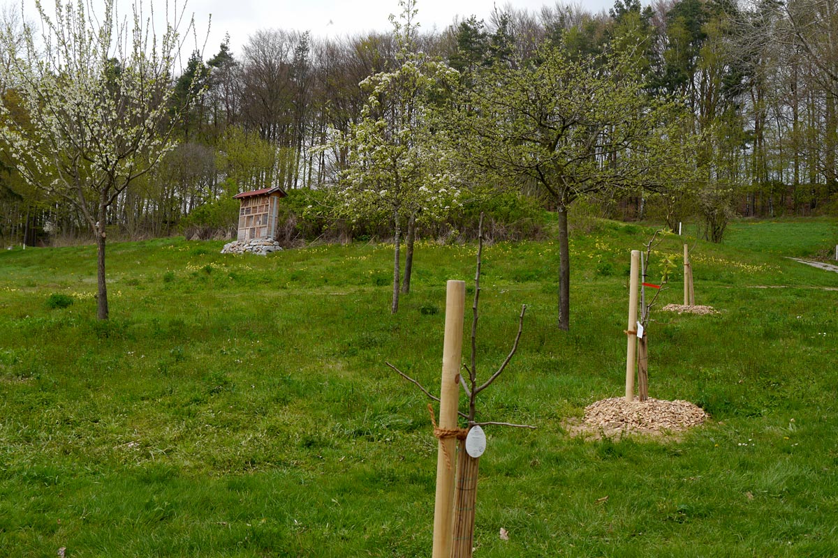 Neuanpflanzung von Obstbäumen