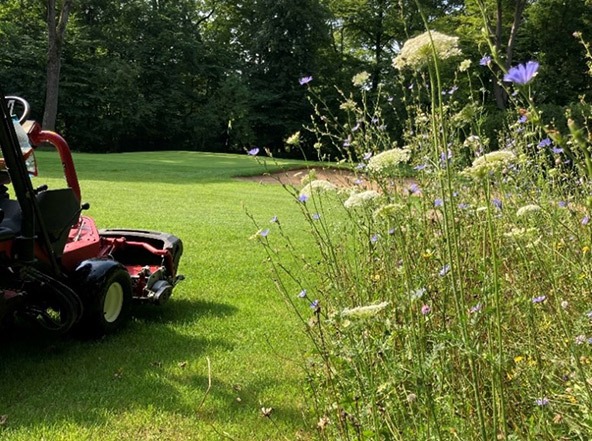 Wildblumen am Spielfeldrand