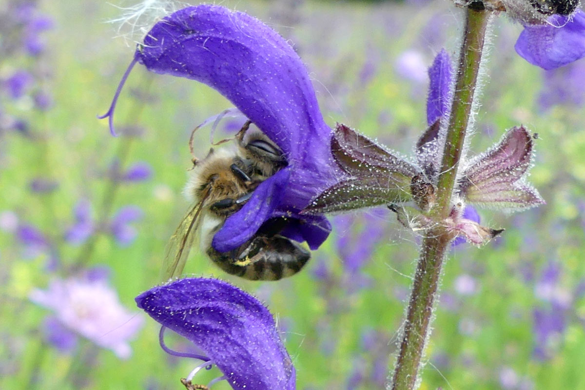 Salbei mit Biene, Foto: Claudia Ruhdorfer