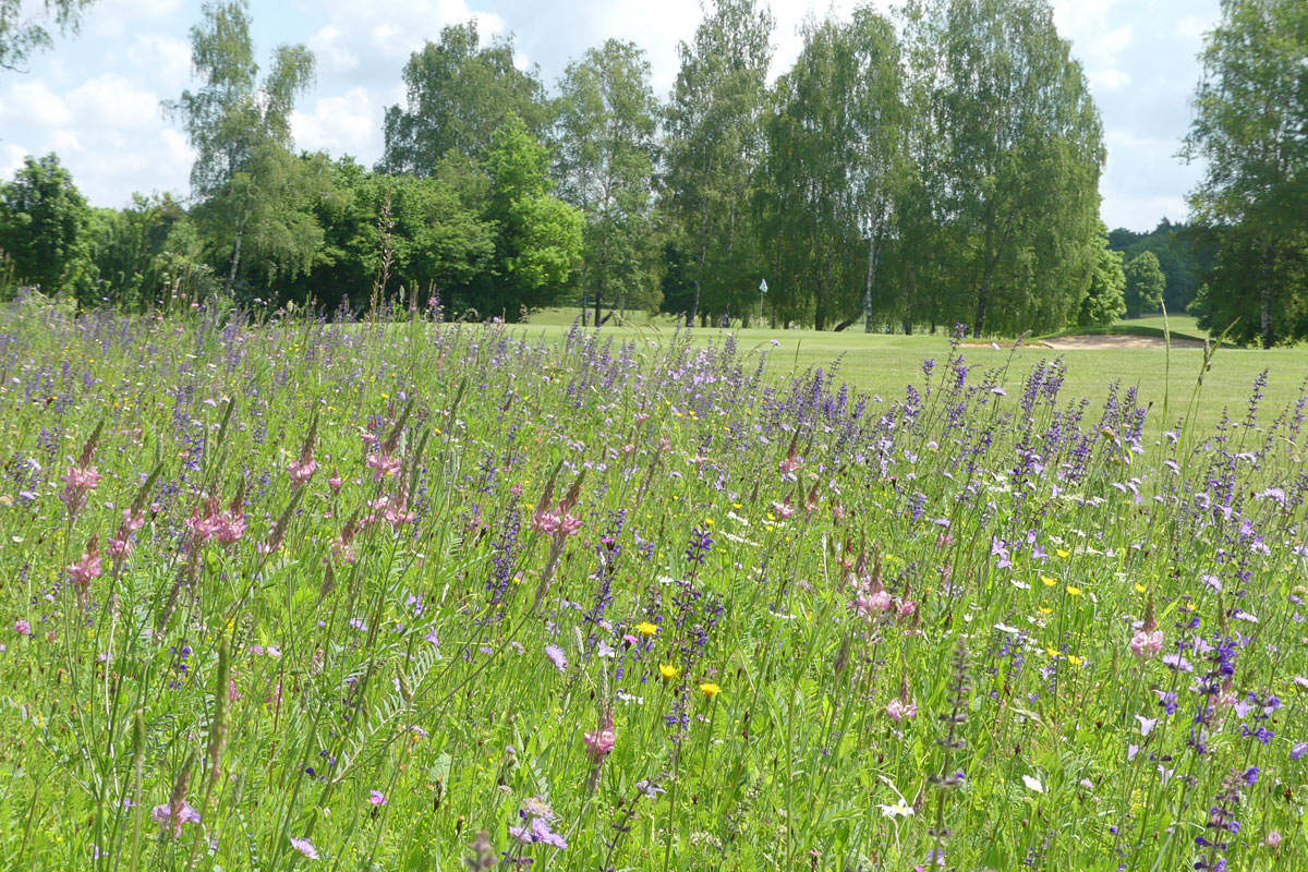 Blumenwiese, Foto: Claudia Ruhdorfer