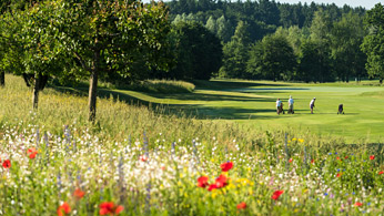Blühfläche auf Golfplatz