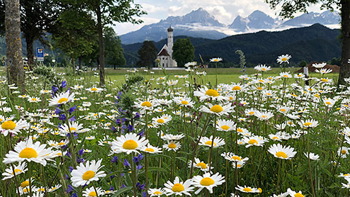 Blühende Wiese vor einem Dorf im Voralpenland