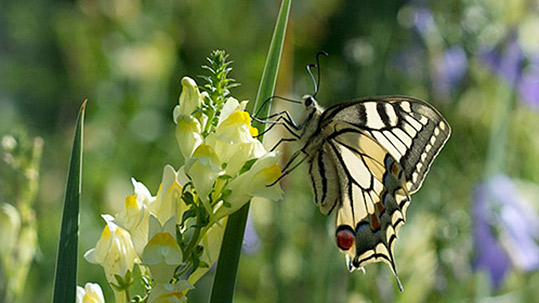 Schwalbenschwanz auf gelber Blüte