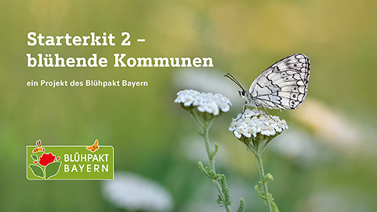 Schachbrettfalter auf Blüte